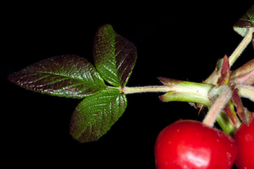 Stipule: these often grow along the petiole base in this family - Rosa [Rosaceae]